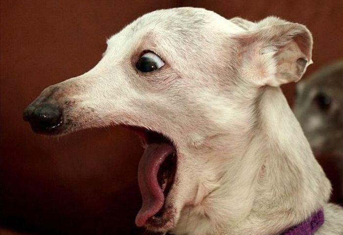 собаки в шоке,удивлённые собаки