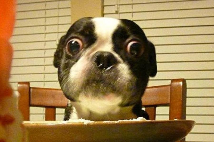 собаки в шоке,удивлённые собаки