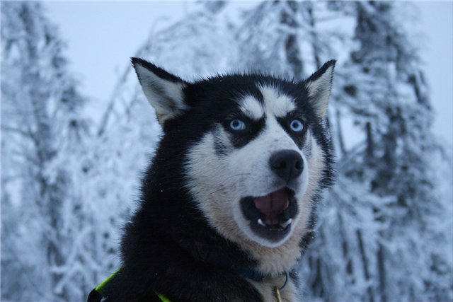 собаки в шоке,удивлённые собаки