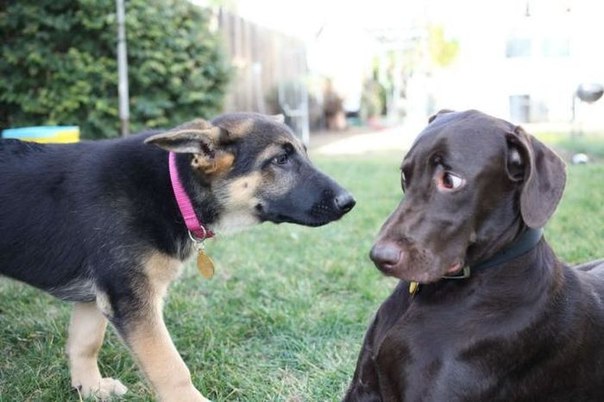 собаки в шоке,удивлённые собаки