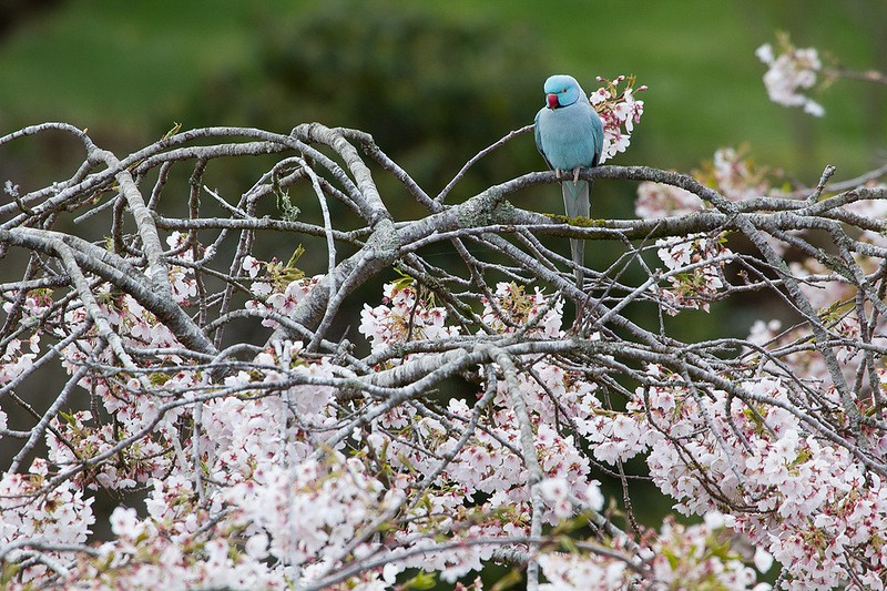 Maple Glen,сад ,Новая Зеландия