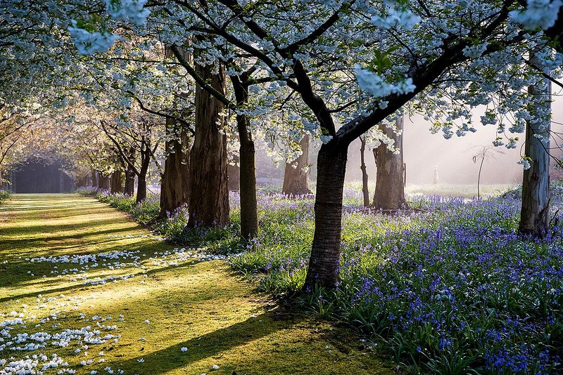 Maple Glen,сад ,Новая Зеландия