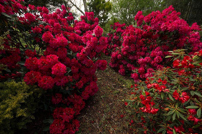 Maple Glen,сад ,Новая Зеландия