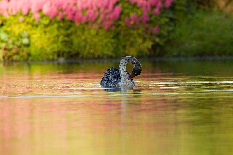 Maple Glen,сад ,Новая Зеландия