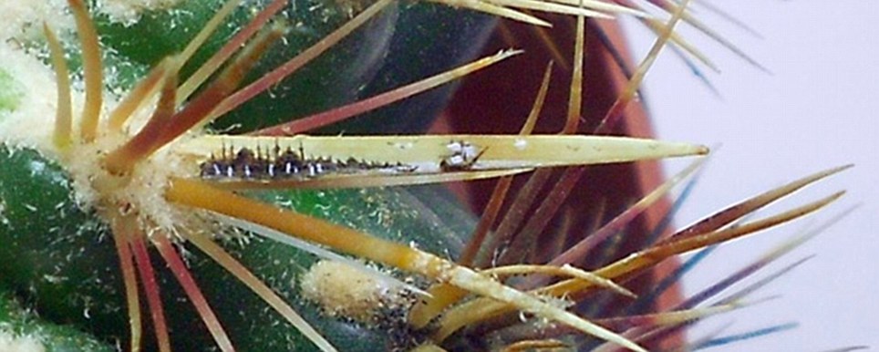 Художник Хасан Кале, картины, крылья бабочки, пейзажи, макароны, ракушки 