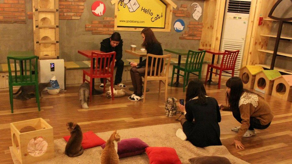 Кошачьи кафе, cat cafe, кошки, коты, кафе, еда