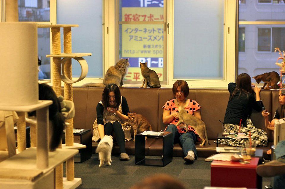 Кошачьи кафе, cat cafe, кошки, коты, кафе, еда