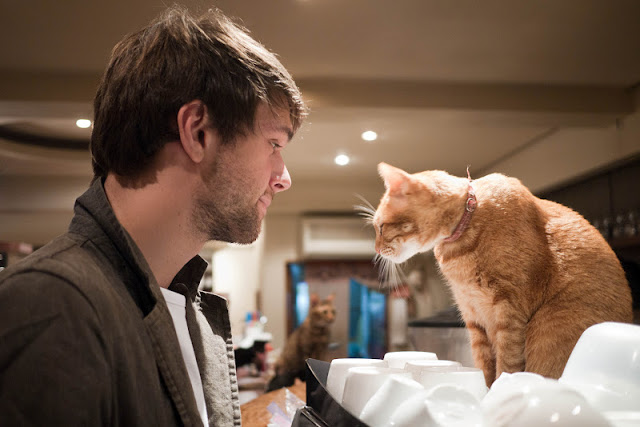 Кошачьи кафе, cat cafe, кошки, коты, кафе, еда