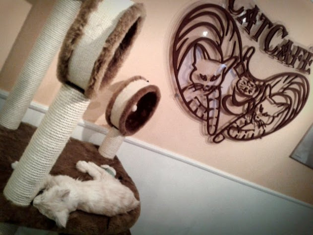 Кошачьи кафе, cat cafe, кошки, коты, кафе, еда