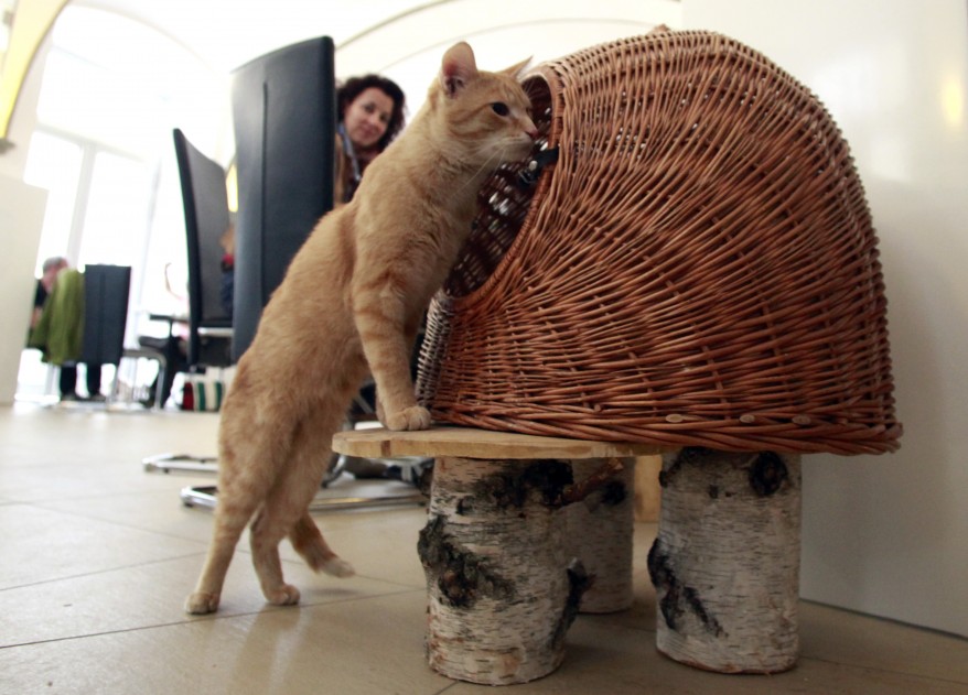 Кошачьи кафе, cat cafe, кошки, коты, кафе, еда