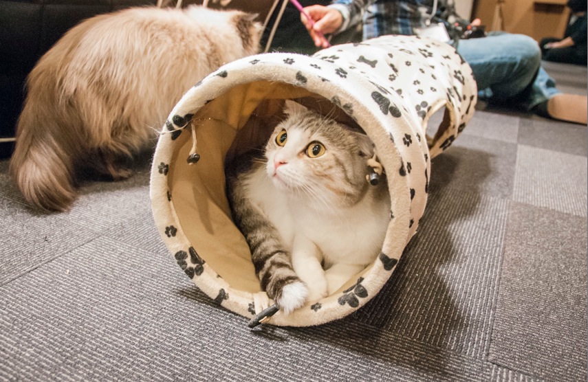 Кошачьи кафе, cat cafe, кошки, коты, кафе, еда