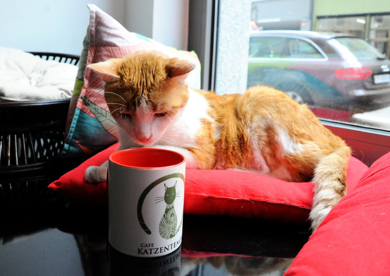Кошачьи кафе, cat cafe, кошки, коты, кафе, еда