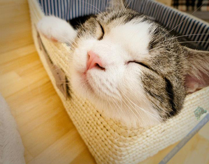 Кошачьи кафе, cat cafe, кошки, коты, кафе, еда