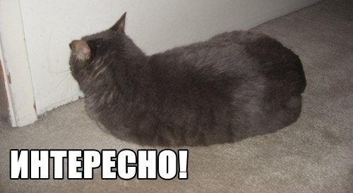 Что, было бы, коты, ученые, смешное, юмор