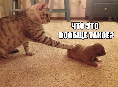 Что, было бы, коты, ученые, смешное, юмор