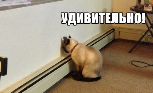 Что, было бы, коты, ученые, смешное, юмор