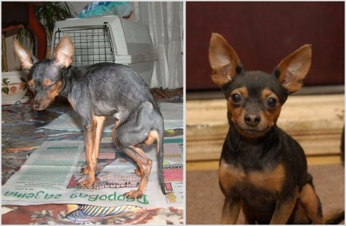 Добрые люди, подарившие бездомным собакам новую жизнь. Часть 2 добрые люди, бездомные животные,собаки,до и после