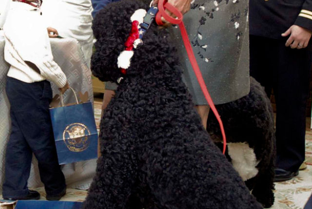 Собака, Мишель Обама, Санни,Sunny, прыгнул, на девочку, в Белом доме