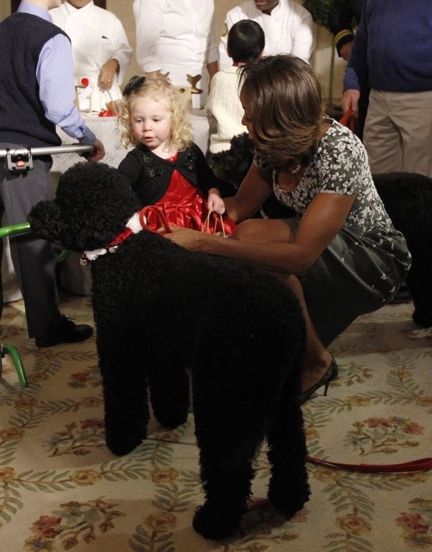 Собака, Мишель Обама, Санни,Sunny, прыгнул, на девочку, в Белом доме