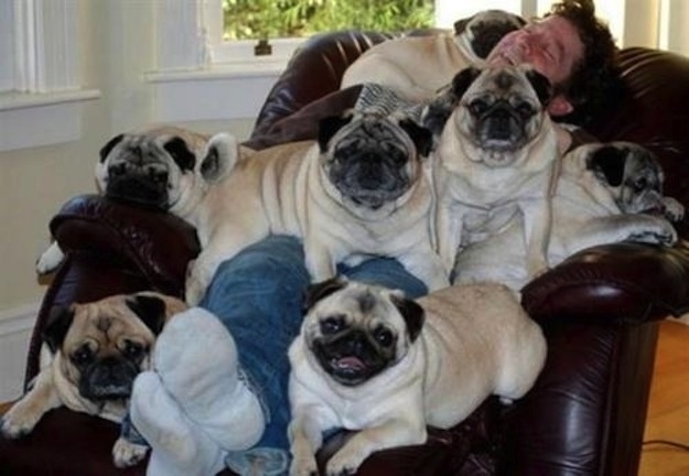 Животные, завоеватели, захват, много, щенки, котята, кролики