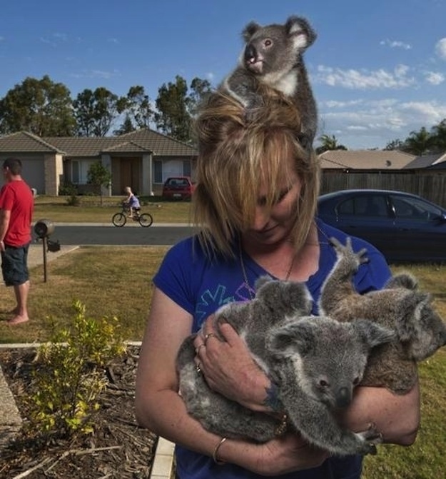 Животные, завоеватели, захват, много, щенки, котята, кролики