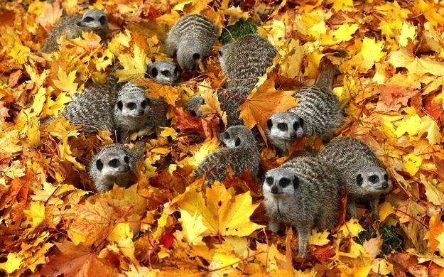 Животные, завоеватели, захват, много, щенки, котята, кролики