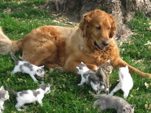 Животные, завоеватели, захват, много, щенки, котята, кролики