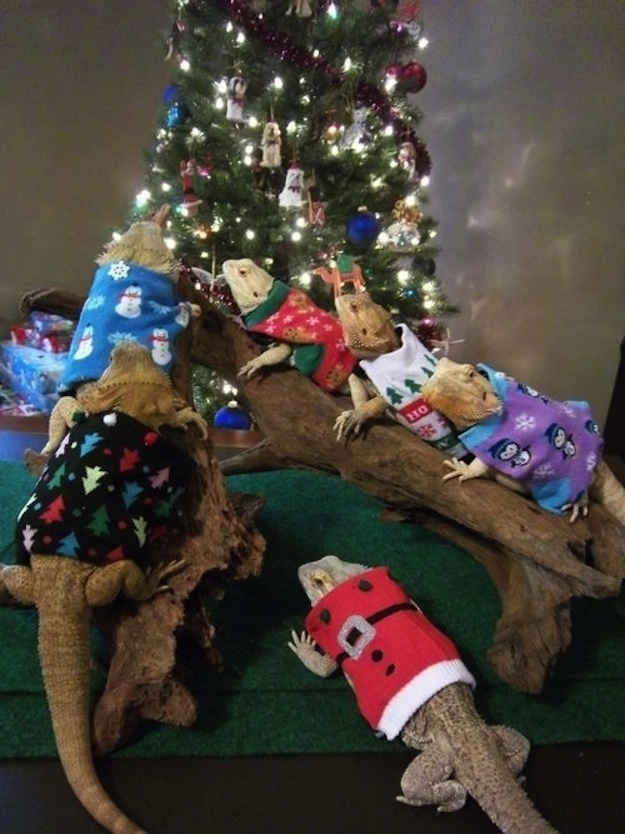 Животные, завоеватели, захват, много, щенки, котята, кролики