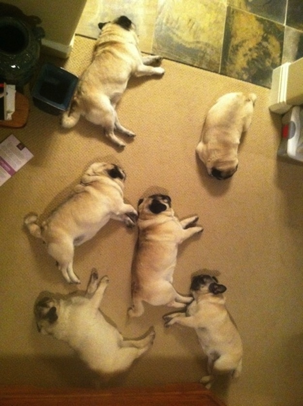 Животные, завоеватели, захват, много, щенки, котята, кролики