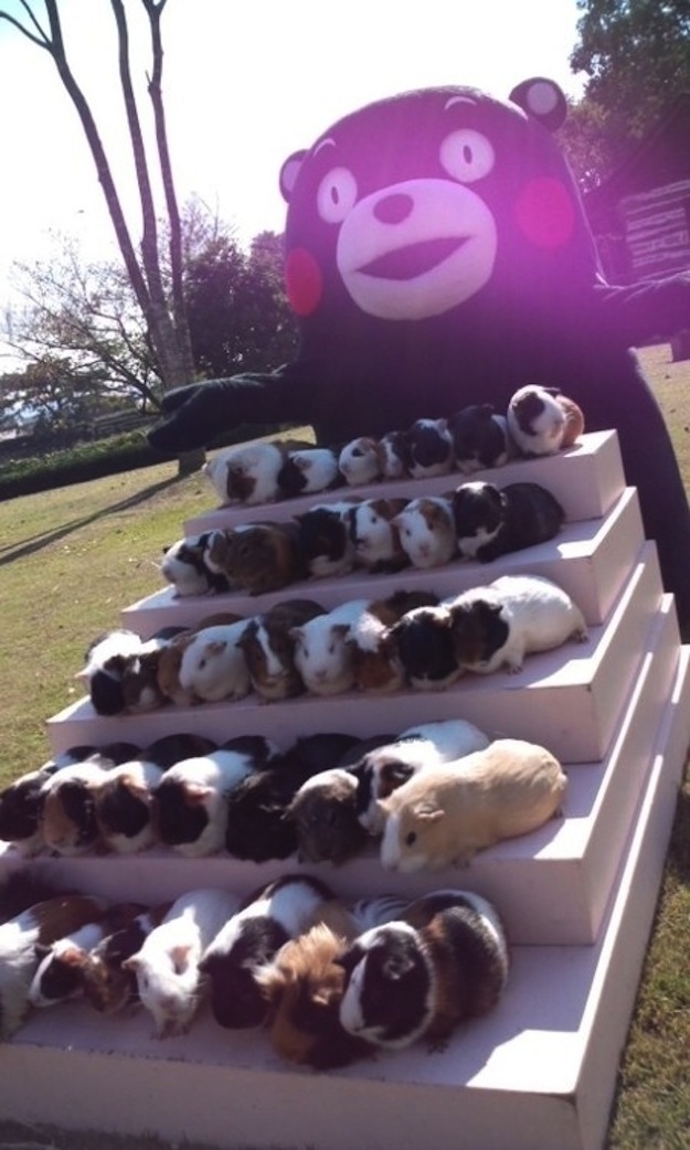 Животные, завоеватели, захват, много, щенки, котята, кролики