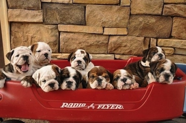 Животные, завоеватели, захват, много, щенки, котята, кролики