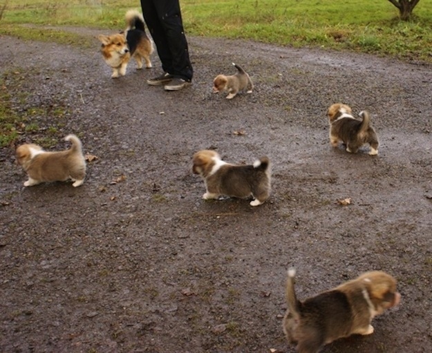 Животные, завоеватели, захват, много, щенки, котята, кролики