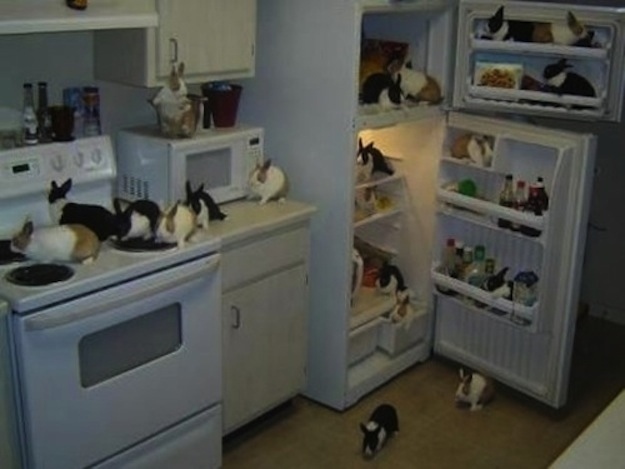 Животные, завоеватели, захват, много, щенки, котята, кролики