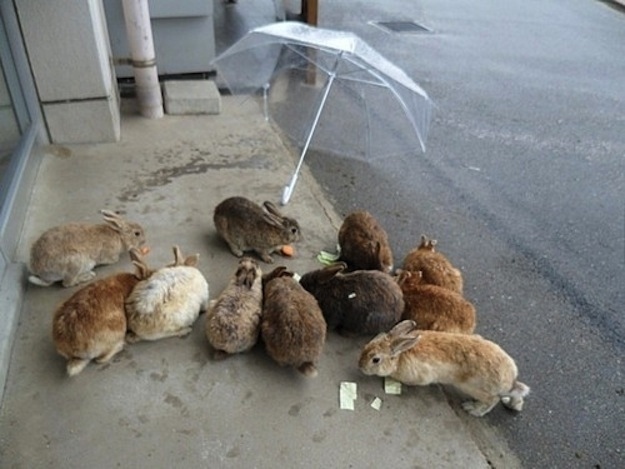 Животные, завоеватели, захват, много, щенки, котята, кролики