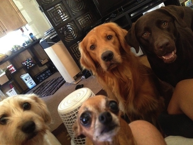 Животные, завоеватели, захват, много, щенки, котята, кролики