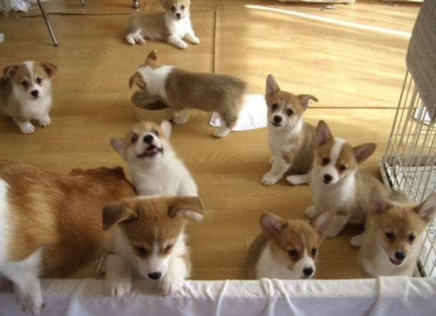 Животные, завоеватели, захват, много, щенки, котята, кролики