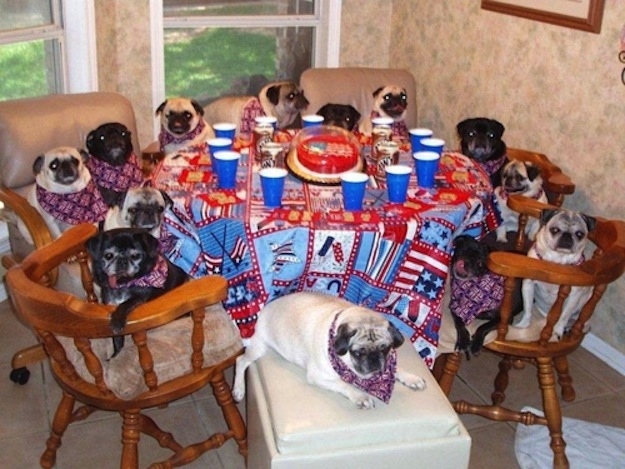 Животные, завоеватели, захват, много, щенки, котята, кролики