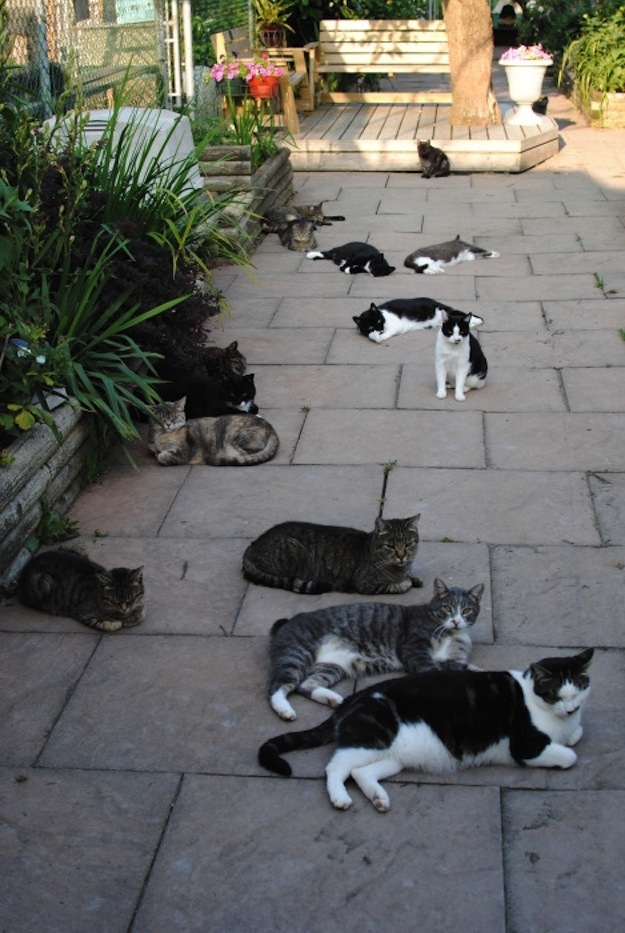 Животные, завоеватели, захват, много, щенки, котята, кролики