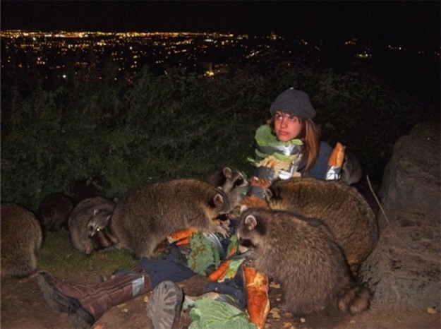 Животные, завоеватели, захват, много, щенки, котята, кролики