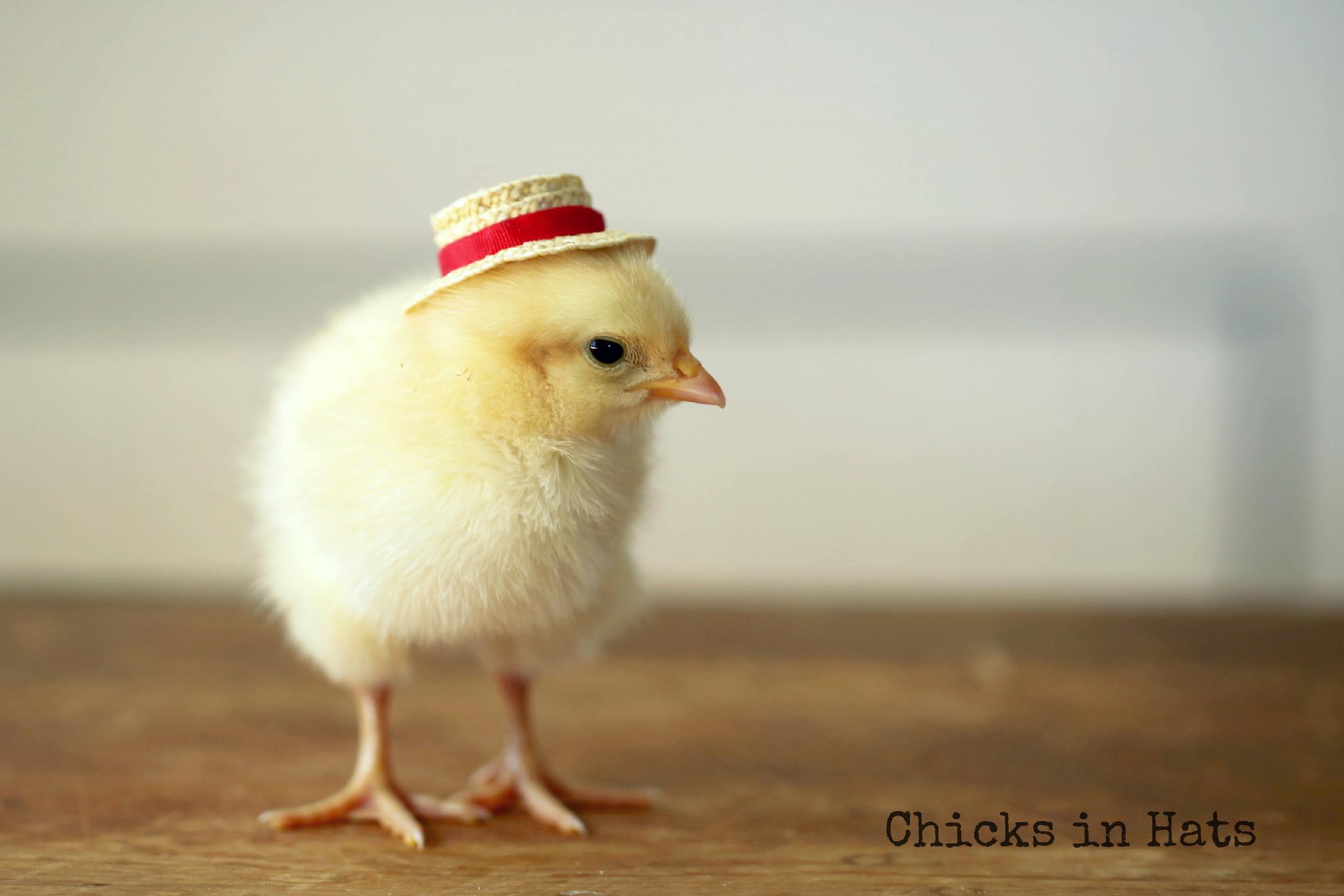 Цыпленок цыпочка. Цыпленок. Цыпленок в шляпке. Милые цыплята. Милые курочки.
