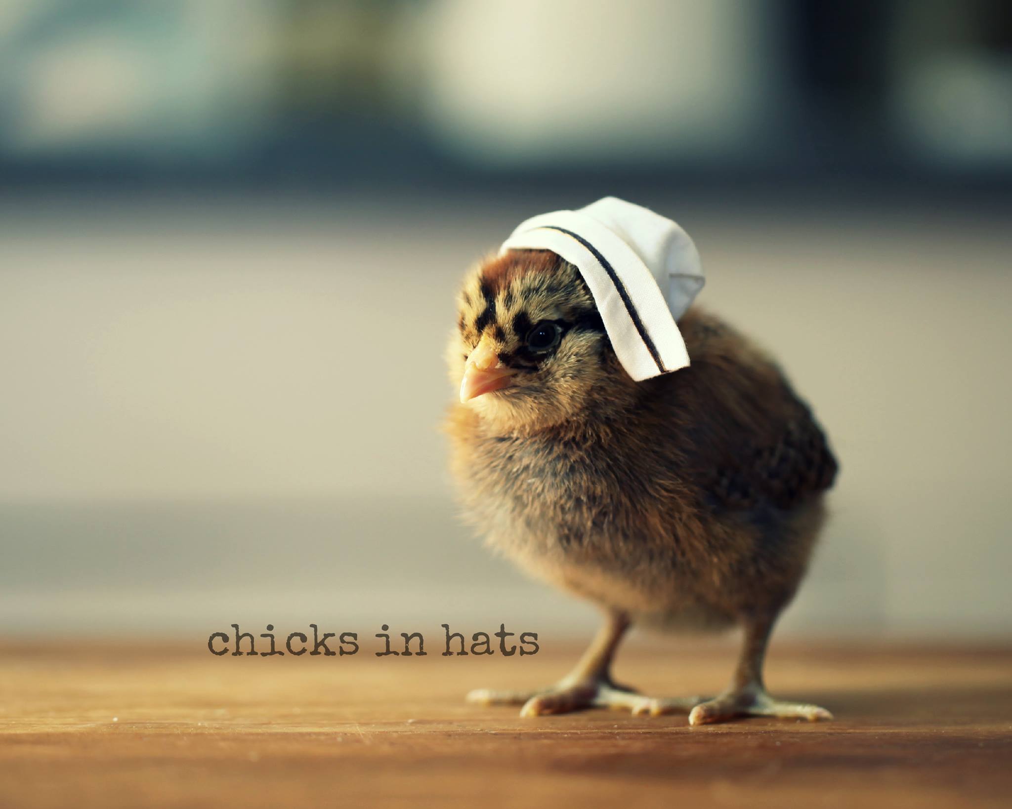Цыплята, забавные, шляпки,шляпы, милые, Chicks in Hats, Джулия Парсонс, Julie Parsons