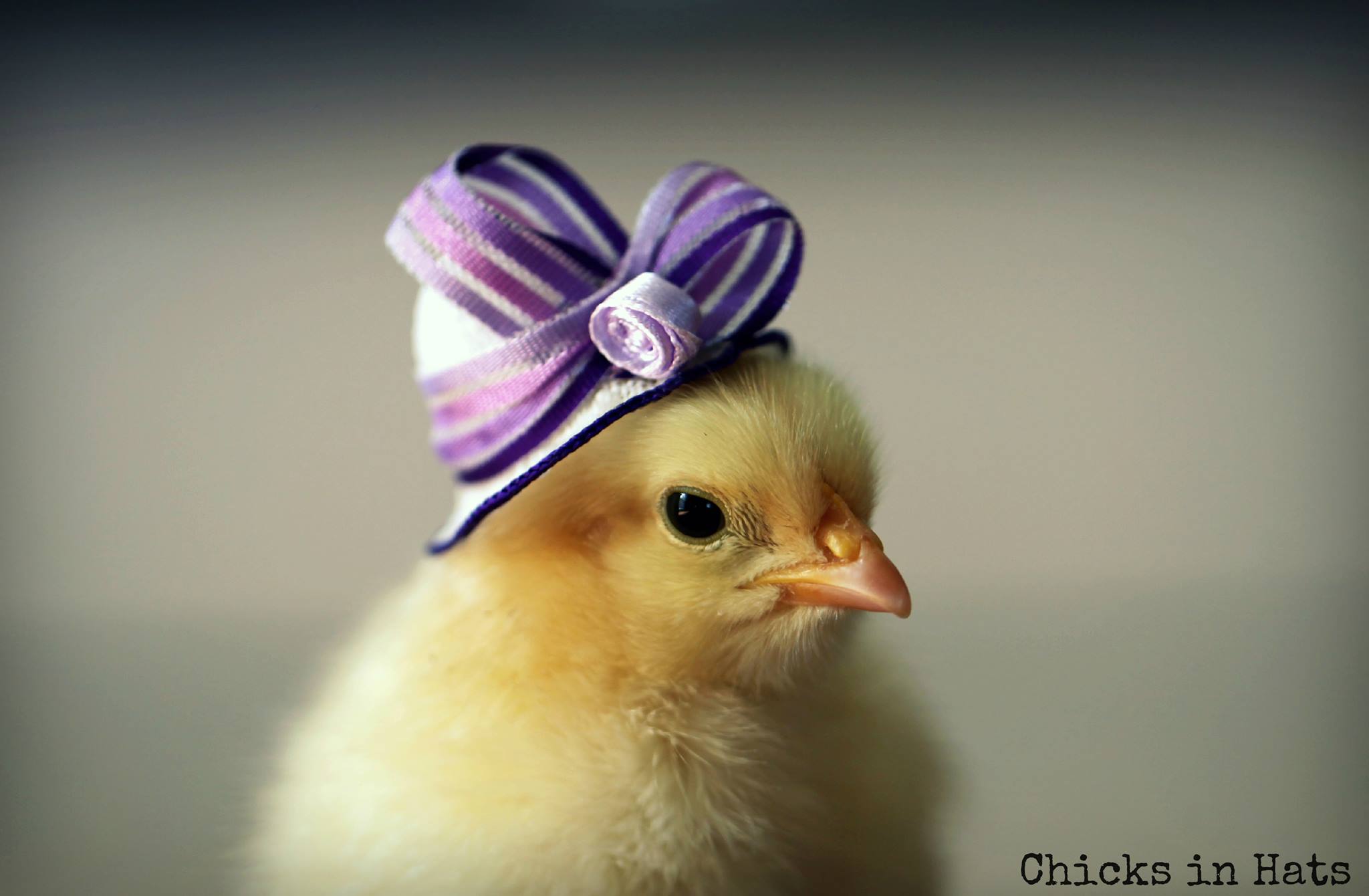 Цыплята, забавные, шляпки,шляпы, милые, Chicks in Hats, Джулия Парсонс, Julie Parsons