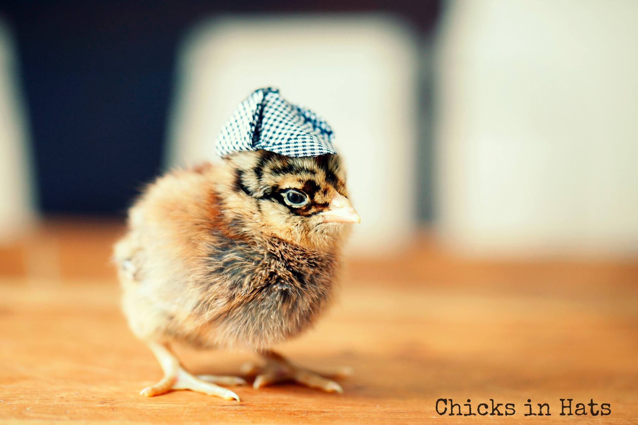 Цыплята, забавные, шляпки,шляпы, милые, Chicks in Hats, Джулия Парсонс, Julie Parsons
