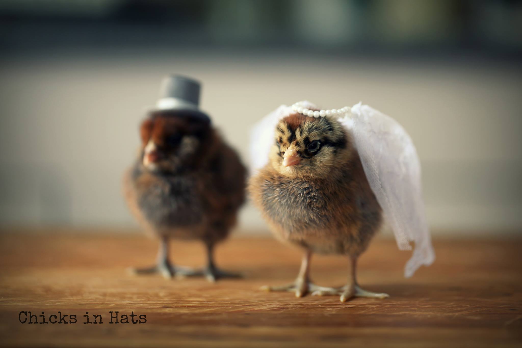 Цыплята, забавные, шляпки,шляпы, милые, Chicks in Hats, Джулия Парсонс, Julie Parsons