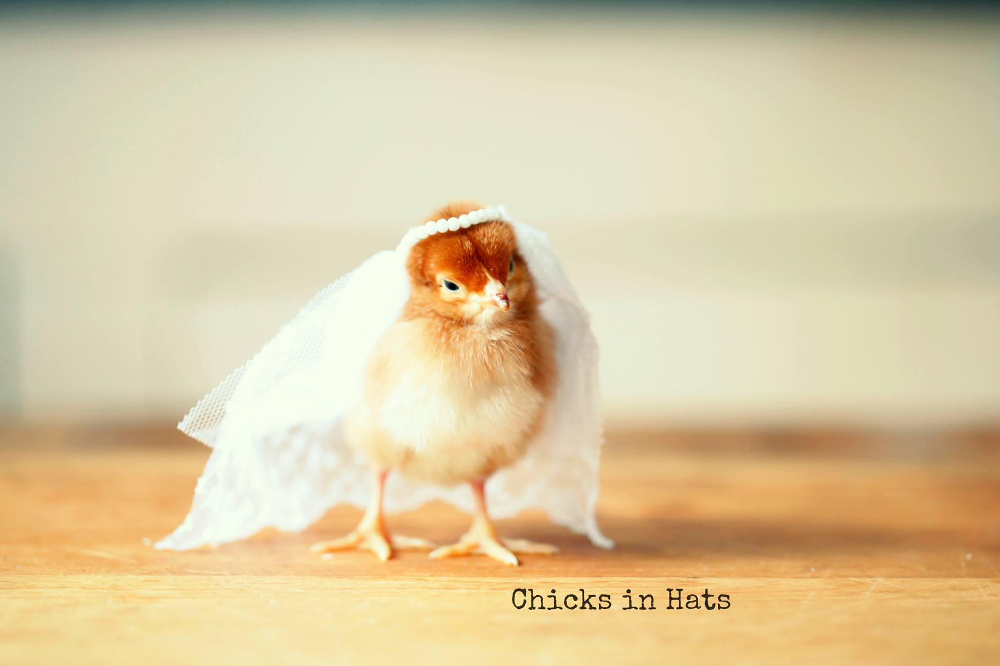 Цыплята, забавные, шляпки,шляпы, милые, Chicks in Hats, Джулия Парсонс, Julie Parsons