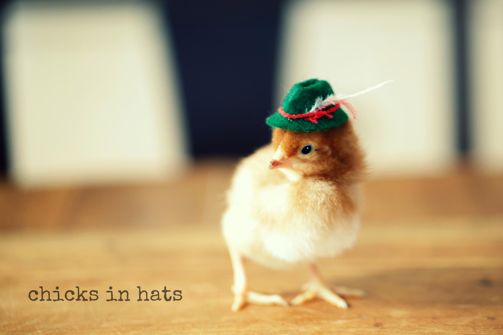 Цыплята, забавные, шляпки,шляпы, милые, Chicks in Hats, Джулия Парсонс, Julie Parsons