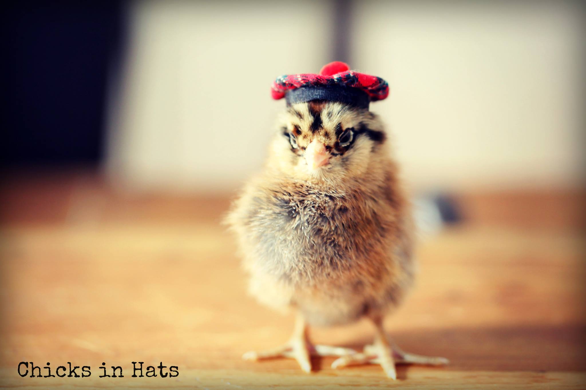 Маленькие цыпочки. Милая Курочка. Милые курицы. Милые куры. Милые цыплята в шляпках.