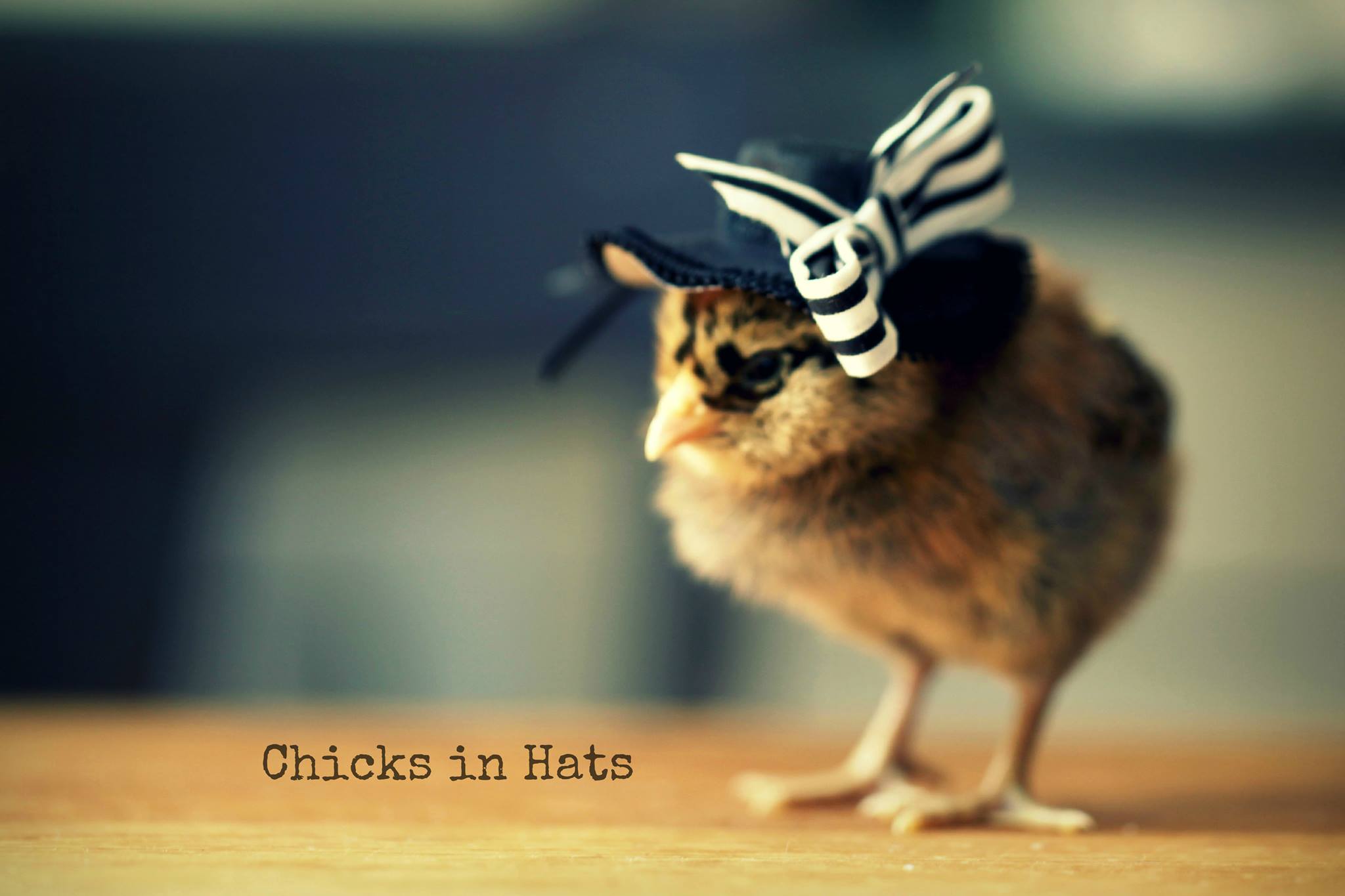 Цыпленок цыпочка. Цыпленок в шляпе. Смешной цыпленок. Милые цыплята. Курица в шляпе.
