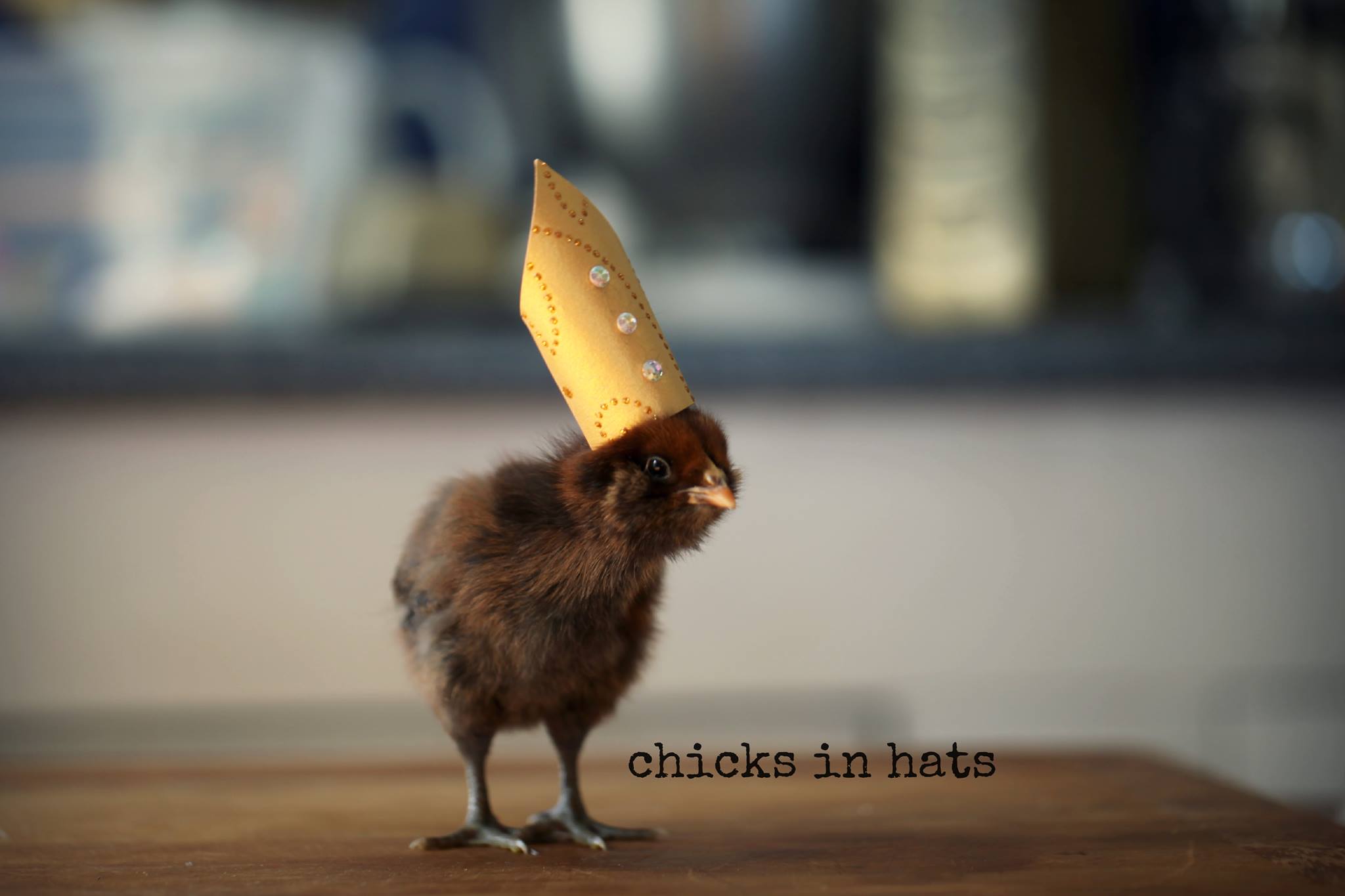 Цыплята, забавные, шляпки,шляпы, милые, Chicks in Hats, Джулия Парсонс, Julie Parsons