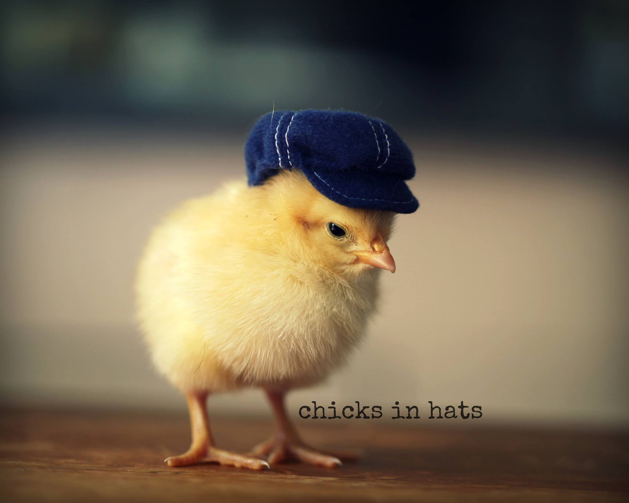 Цыплята, забавные, шляпки,шляпы, милые, Chicks in Hats, Джулия Парсонс, Jul...